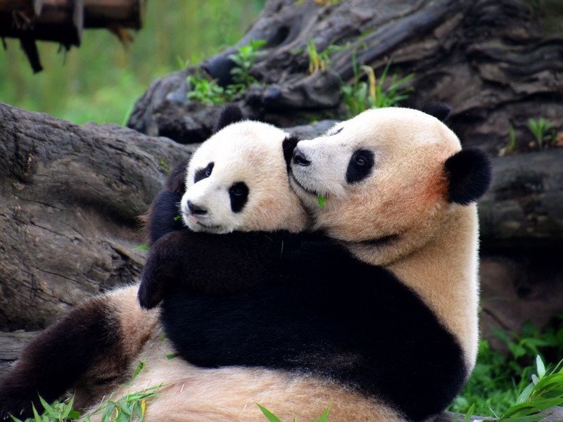 Обнимающиеся панды